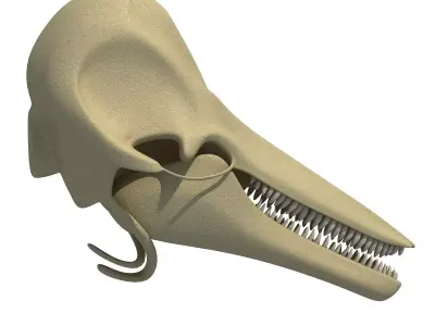Realistic Dolphin Skull 3D model