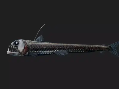 Viperfish Low-poly 3D model