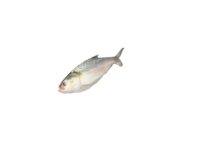 Hilsa Ilish Fish Low-poly 3D model