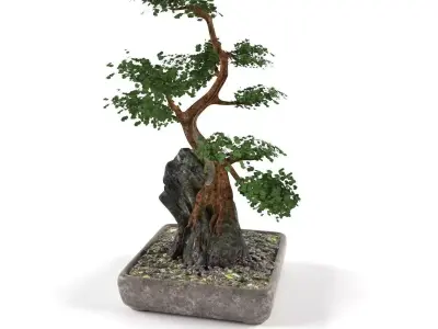 Bonsai- indoor decoration Free low-poly 3D model