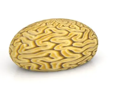 Braincoral brain Free low-poly 3D model