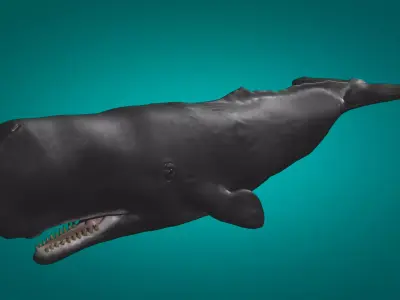 Cachalot  Low-poly 3D model