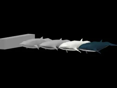 Blue Whale 3D model