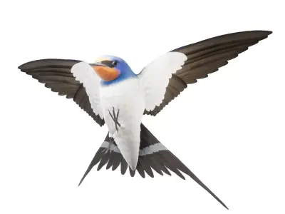 Barn Swallow Hirundo Rustica Low-poly 3D model