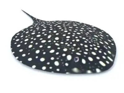 Stingray spotted Low-poly 3D model