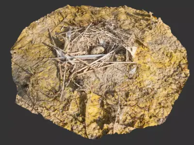 Nest with an Egg Low-poly 3D model