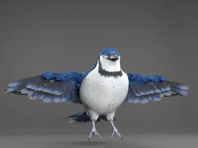 Blue Jay Bird 3D model