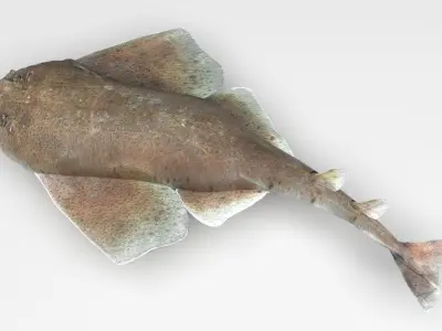 Angel Shark 3D model
