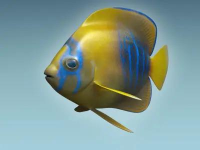Anglefish 9 angelfish 3D model