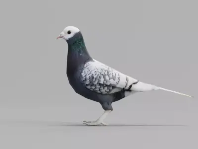 Saxon Monk Pigeon Bird Low-poly 3D model