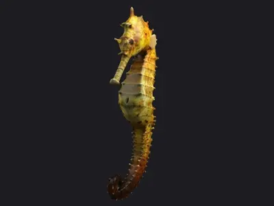Seahorse stickleback  Water Horse Sea Dragon  Marine  3D model