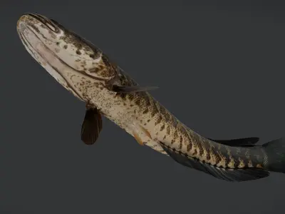 Snakehead fish Animated 3D model