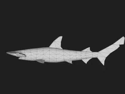 Shark Low-poly 3D model