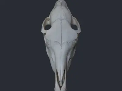 Horse Upper Skull Scan 3D model