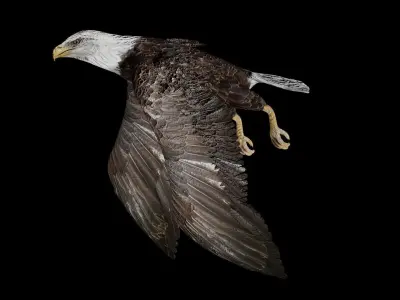 Bald Eagle Low-poly 3D model