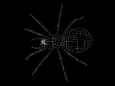 Black Spider 3D model