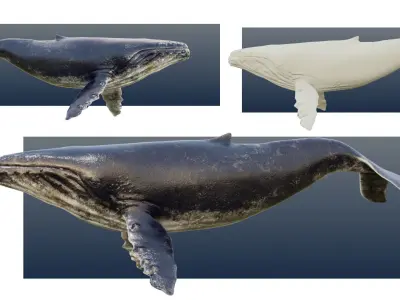 Humback Whale Low-poly 3D model