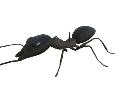 Ant 3d Model 3D model