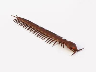 Centipede low poly 3d model Low-poly 3D model