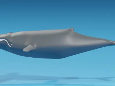Cartoon Whale 3D model
