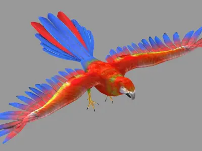 bird parrot wildlife feather parakeet  horizontal fish animal 3D model
