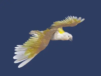 cockatoo animated Low-poly 3D model