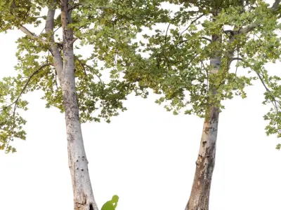 Plane-tree Sycamore Platanus V16 3D model