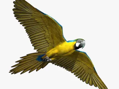 Macaw ANIMATED 3D model