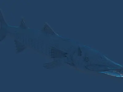 Barracuda fish with long fins 3D model