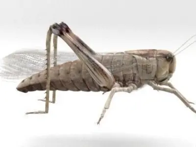 locust grasshopper 3D model