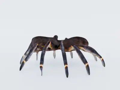 Tarantula Free 3D model