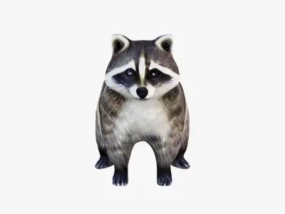 Raccoon Free 3D model