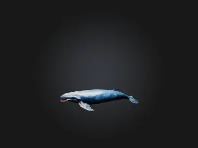 Realistic Injured Whale Model Low-poly 3D model