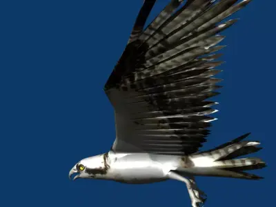 eagle osprey 3D model