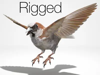 House Sparrow - rigged - animated 3D model