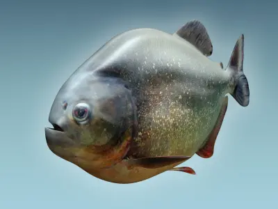 Piranha 2 fish with eyes 3D model