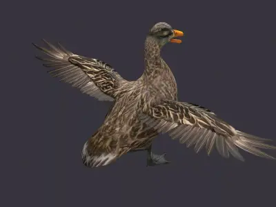 wild duck mallard dabbling anas platyrhynchos  3D model
