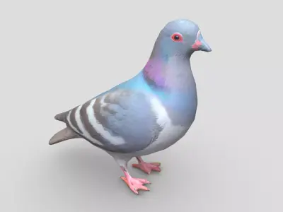 Standing Bird Pigeon Low-poly 3D model