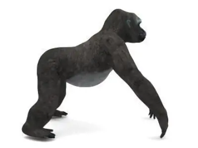 GORILLA 3D model