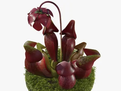 Sarracenia purpurea 3D model