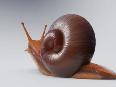 Low Poly Snail 3D Model Low-poly 3D model