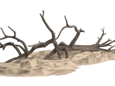 Dry Old Tree on Dune Surface 3D model
