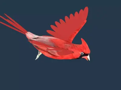 Cardinal bird 3D model