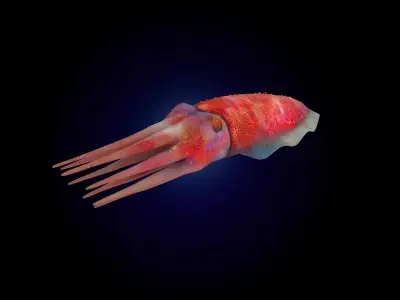 Cuttlefish Rigged Animated 3D model