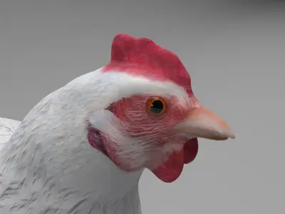 Chicken Low-poly 3D model