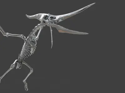 Pteranodon Skeleton  3D model