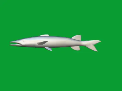 Barracuda Fish Low-poly 3D model