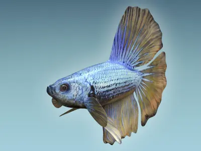 Betta Fish 4 3D model