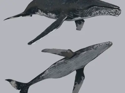 8K Marine Pack - fully animated 3D model