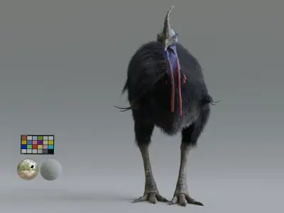 cassowary ostrich Low-poly 3D model